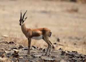 Chinkara | Panna National Park Safari Booking