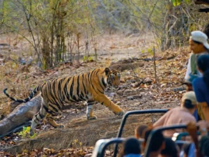 Jungle Safari | Bandhavgarh Safari Booking