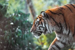 Tiger walking in forest