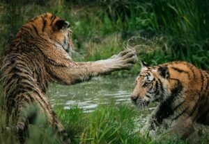 Tigers playing in the water