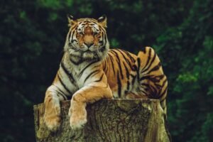 Tiger sitting on a wood