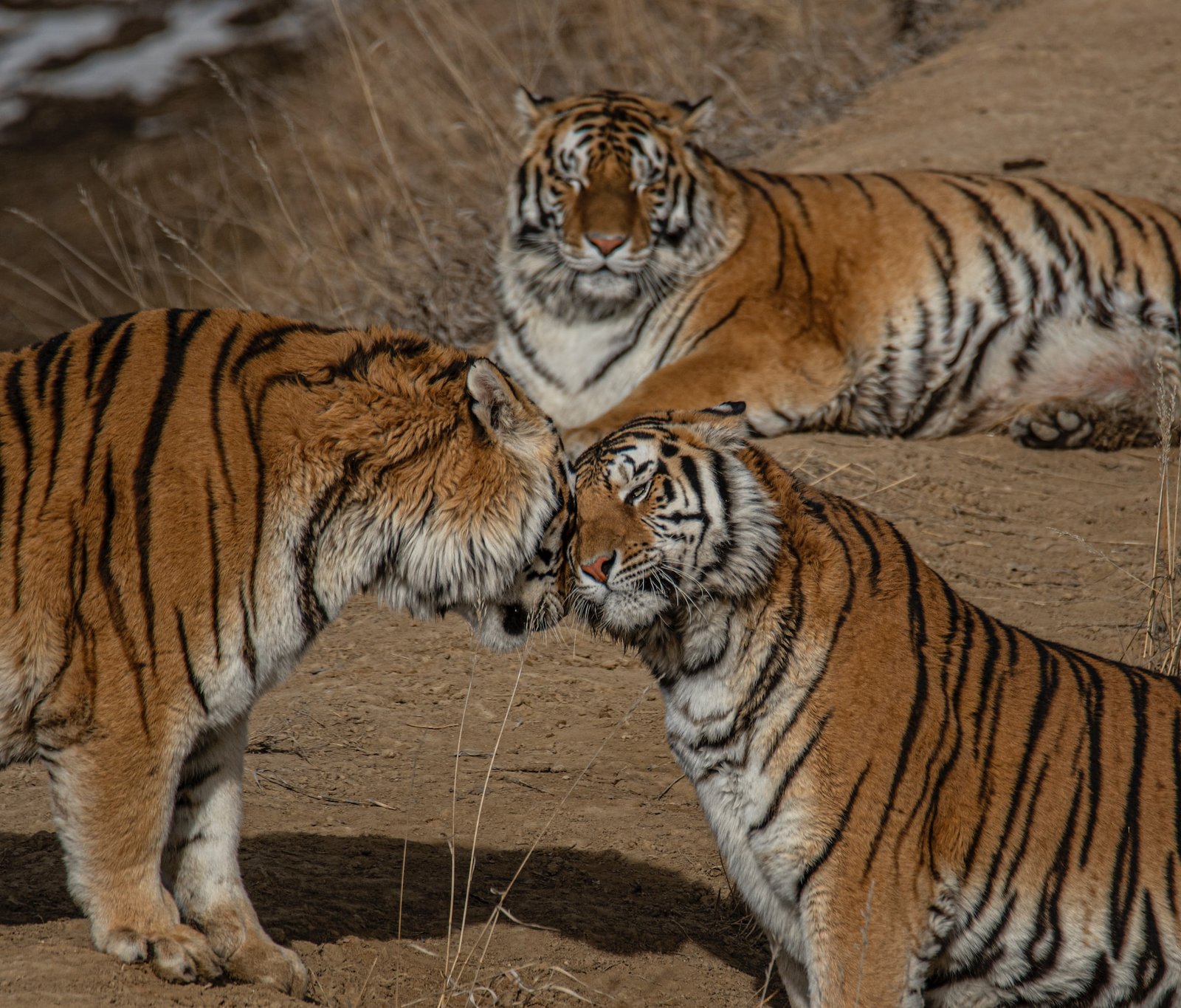 50 Years of Project Tiger- Spotting tigers on a Jeep Safari