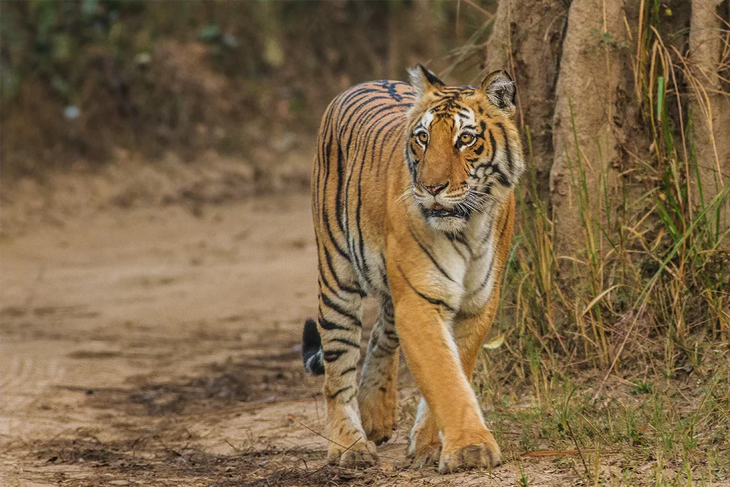 Jim Corbett Packages