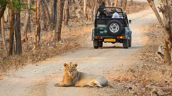 Jungle Safari | Gir National Park