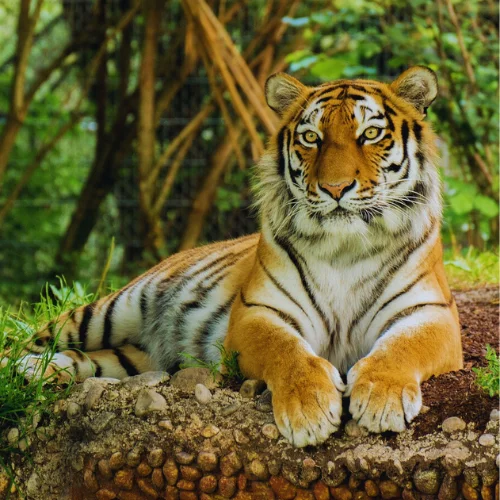 JIM CORBETT NATIONAL PARK