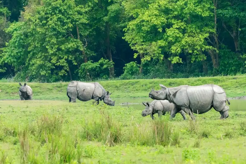 Kaziranga National Park