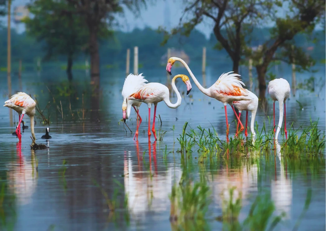 Keoladeo National Park, Rajasthan