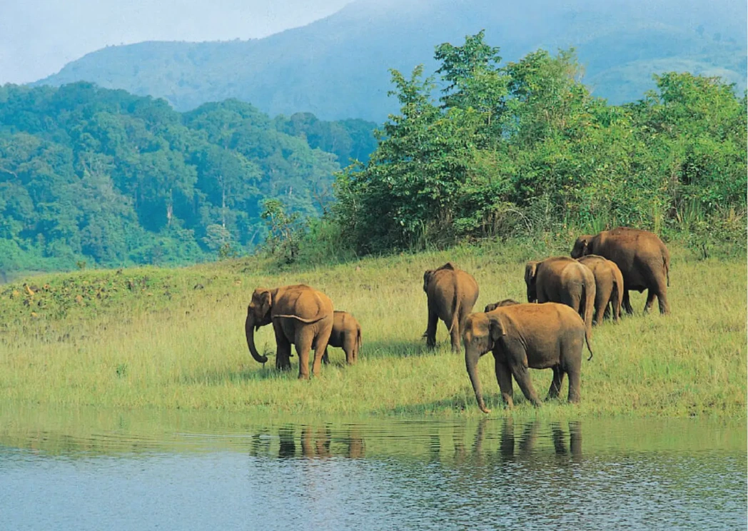 Periyar National Park, Kerala