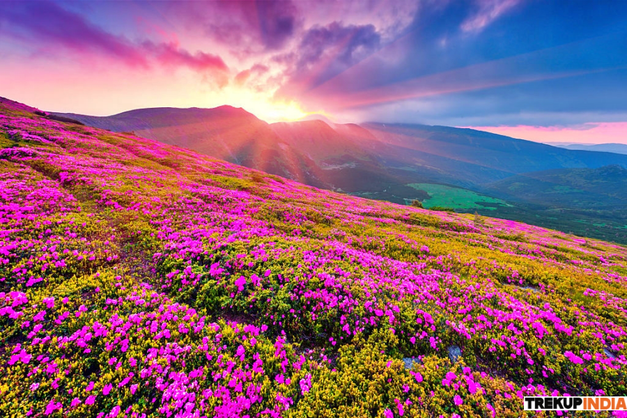 Valley Of Flowers Trek